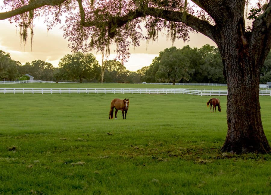 Properties For Sale in Ocala